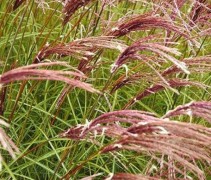 Dansende pluimen in de wind van het Prachtriet 'Red Cloud'