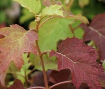 Hydrangea Quercifolia