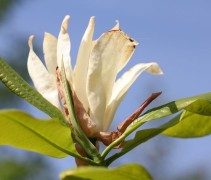 Magnolia Tripetala bloem