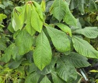 Aesculus parviflora - Herfstpaardenkastanje - 1