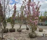 Prunus serrulata 'Kanzan' - Sierkers, kanzan - 1