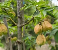 Staphylea colchica - Pimpernoot - 3