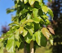 Parrotia persica - Perzisch IJzerhout - 1