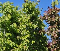 Parrotia persica - Perzisch IJzerhout - 2