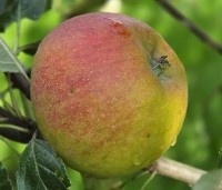 Malus dom. 'Cox Orange Pippin' - Malus 'Cox' - 5