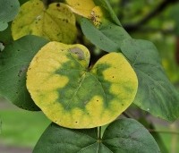 Cercis siliquastrum - Judasboom - 5