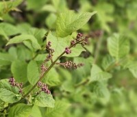 Syringa swegiflexa - Sering swegiflexa - april 2025 bloemknop