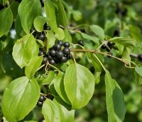 Rhamnus cathartica - Wegedoorn - 2
