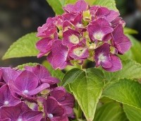 Hydrangea Forever & Ever Purple - Hortensia Forever & Ever Purple - 1