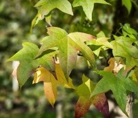 Liquidambar styraciflua 'Lane Roberts' - Amberboom 'Lane Roberts' - 5