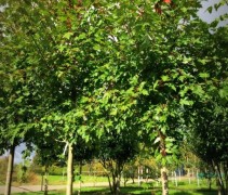Acer x freemanii 'Autumn Blaze'