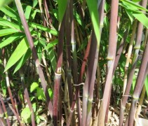Fargesia nitida Black Pearl