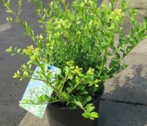 Ilex crenata Green Hedge