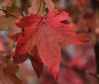 Liquidambar styraciflua - Amberboom - 3