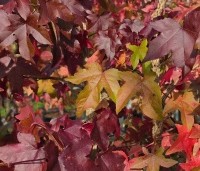 Liquidambar styraciflua - Amberboom - 4