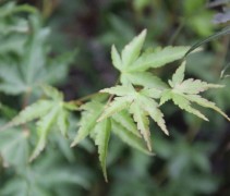Acer palmatum Sangokaku