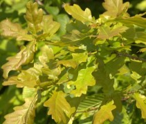 Quercus robur in haag
