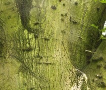 stam Quercus rubra