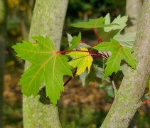 Acer saccharinum