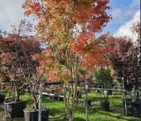 Acer palmatum 'Ueno Yama' - Japanse Esdoorn 'Ueno Yama' - 2