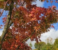 Acer palmatum 'Ueno Yama' - Japanse Esdoorn 'Ueno Yama' - 1