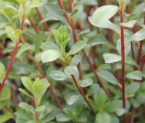 Enkianthus camp