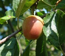 Malus domestica 'Groninger Kroon'