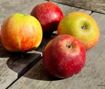 Malus domestica 'Ingrid Marie'