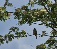 Sorbus aucuparia - Lijsterbes - 1