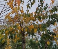 Prunus x subhirtella 'Autumnalis Rosea' - Winterkers - herfstkleuren in november 2025
