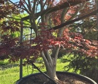 Acer palmatum 'Beni Hagoromo' - Japanse Esdoorn 'Beni Hagoromo' - 3