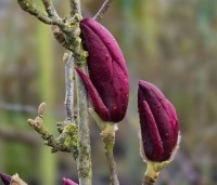 Magnolia 'March Till Frost' - Magnolia 'March Till Frost' - 1