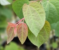 Cercidiphyllum japonicum  - Katsuraboom - 1