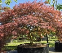 Acer palmatum 'Garnet' - Japanse esdoorn 'Garnet' - 1