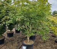 Acer x pseudosieboldianum 'North Wind' - Japanse Esdoorn 'North Wind' - 1