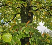 Fagus sylvatica - Groene beuk - 1