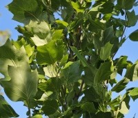 Liriodendron tulipifera 'Fastigiatum' - Zuilvormige Tulpenboom - 3
