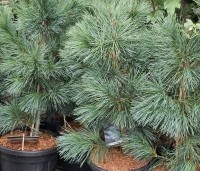 Pinus monticola 'Ammerland' - Westerse witte den - 1