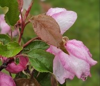 Malus Red Obelisk - Sierappel met donkerrode sierappels - 1