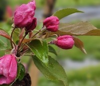 Malus Red Obelisk - Sierappel met donkerrode sierappels - 2