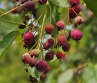 Amelanchier lamarckii - Krentenboompje - 1