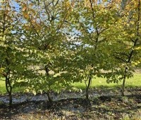 Carpinus bet. 'Rockhampton Red' - Haagbeuk 'Rockhampton Red' - 1