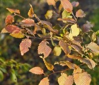 Carpinus bet. 'Rockhampton Red' - Haagbeuk 'Rockhampton Red' - najaar