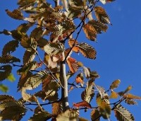 Carpinus bet. 'Rockhampton Red' - Haagbeuk 'Rockhampton Red' - najaar