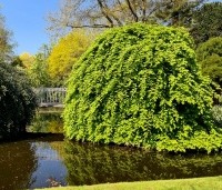 Carpinus betulus 'Pendula' - Treur haagbeuk - 1