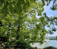 Metasequoia glyptostroboides - Chinese Moerascipres - 5