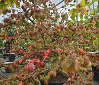 Parrotia persica - Perzisch IJzerhout - struikvorm