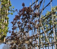 Malus toringo 'Scarlett' - Roodbladige sierappel 'Scarlett' - 1