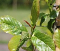 Nyssa sylvatica 'Wildfire' - Nyssa sylvatica 'Wildfire' - 1