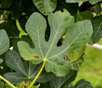 Ficus carica - Vijg - blad oktober